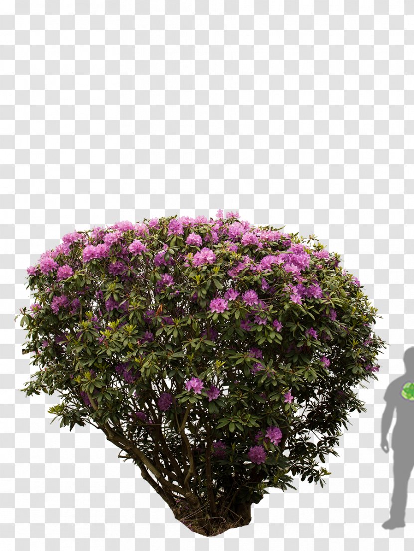 Rhododendron Tree Shrub Azalea Flower - Photinia Transparent PNG