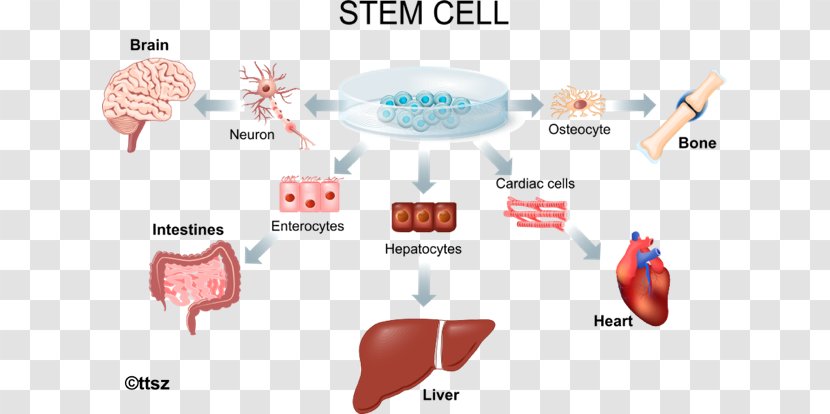 Stem-cell Therapy Adult Stem Cell Regenerative Medicine - Flower - Heart Transparent PNG