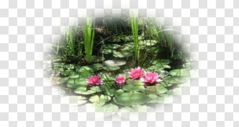 Water Lilies Floral Design Aquatic Plants Gardening Apples - Pruning Shears Transparent PNG