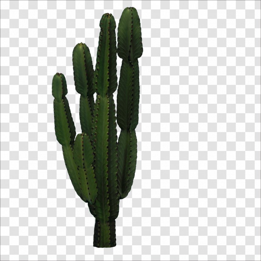 Cactaceae San Pedro Cactus Icon - Caryophyllales Transparent PNG