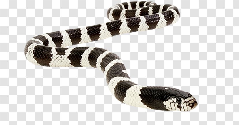 Kingsnakes Vipers Reptile Rattlesnake - Snake Transparent PNG