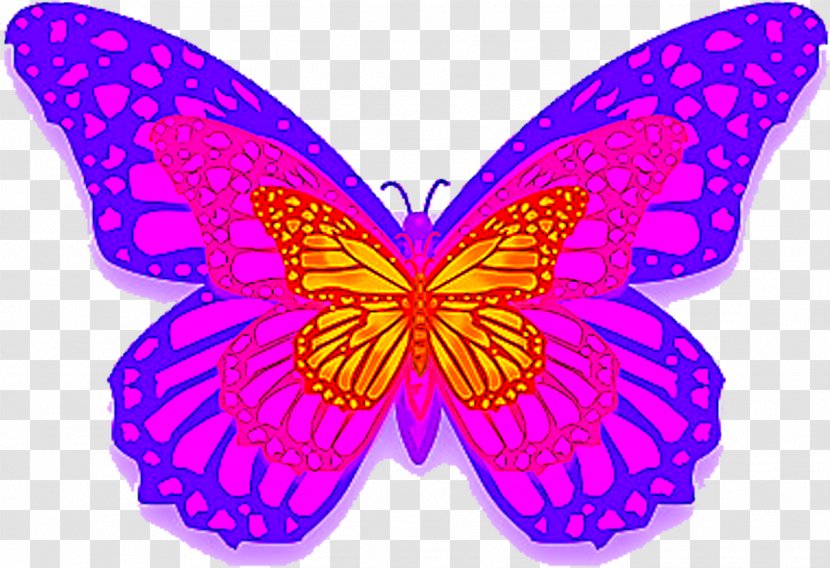 Monarch Butterfly Drawing - Lepidoptera - Magenta Wing Transparent PNG