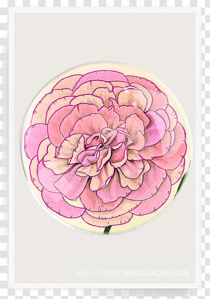 Floral Design Petal Peony Transparent PNG