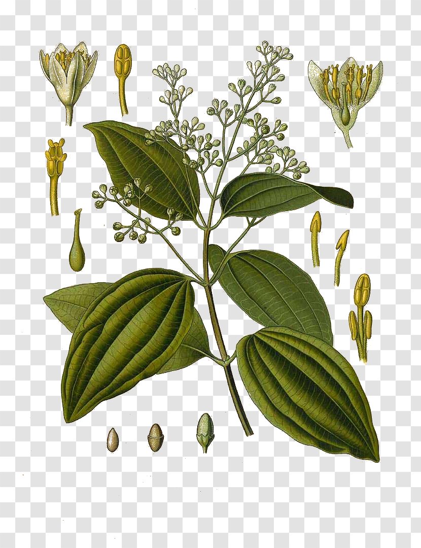 Cinnamomum Verum Köhler's Medicinal Plants Chinese Cinnamon Leaf Oil Transparent PNG
