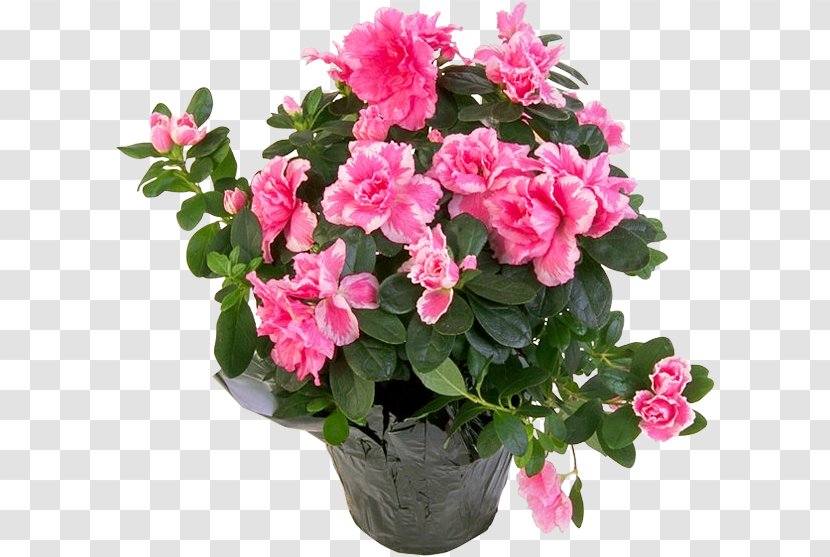 Flower Bouquet Plant Pink Flowers Azalea - Cut Transparent PNG