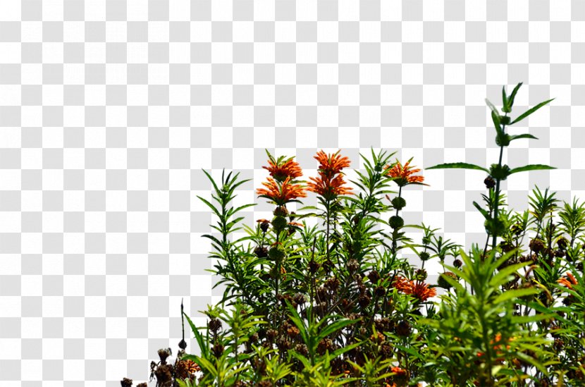 Flowering Plant Tree Shrub - Flower Transparent PNG