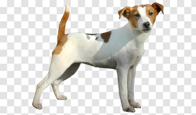 Jack Russell Terrier Parson Miniature Fox Brazilian Plummer - Puppy - Russel Transparent PNG