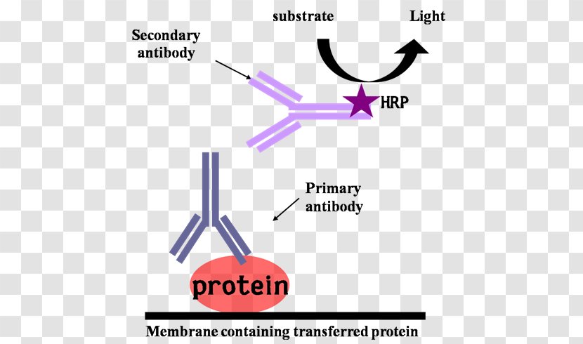 Western Blot Bovine Serum Albumin TBST Horseradish Peroxidase Antibody - Technology - BMW Hydrogen 7 Transparent PNG