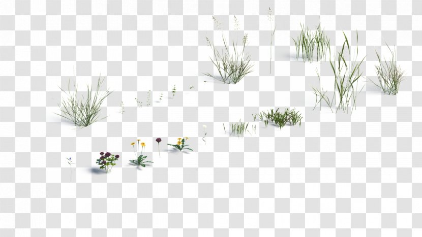 Line Art Grasses Flower Pine - Grass Family - Water Transparent PNG