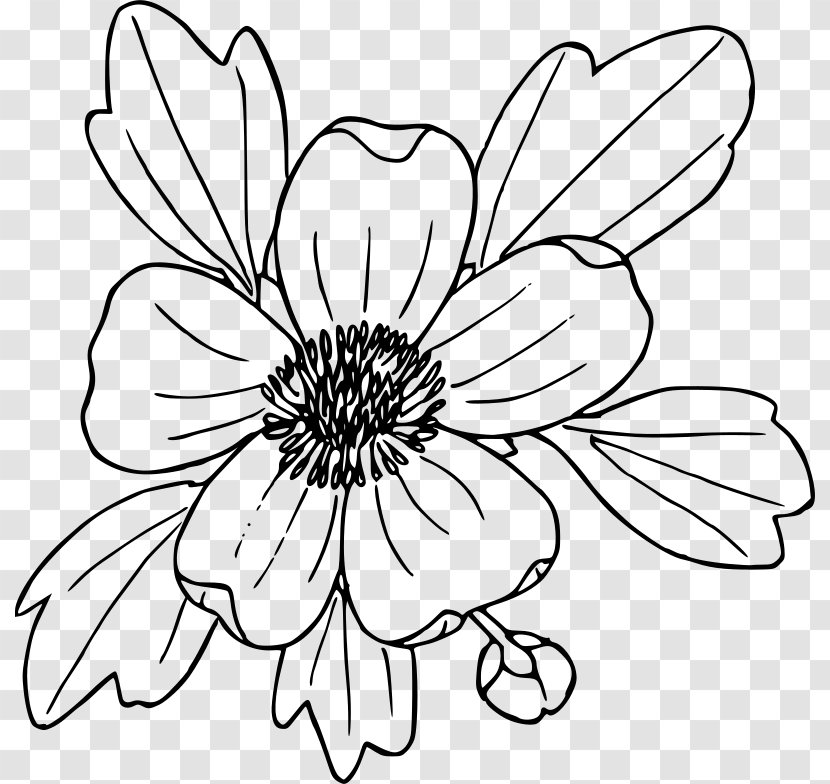 Coloring Book Drawing Ranunculus Glaberrimus Poppy Clip Art - Monochrome - Flower Transparent PNG
