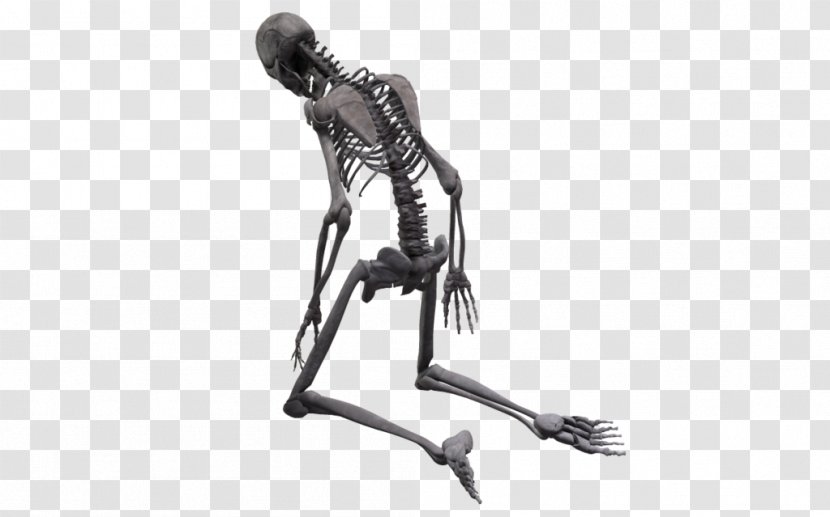 Human Skeleton Homo Sapiens Skull Endoskeleton - Monochrome Transparent PNG