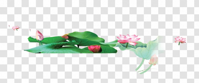 Petal Graphic Design Flora Illustration - Text - Lotus Transparent PNG