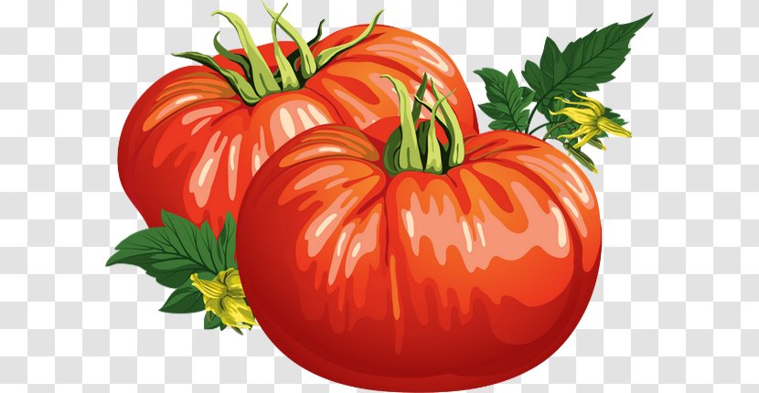 Plum Tomato Bush Juice Cherry Vegetable - Fruit - DRAWING Transparent PNG
