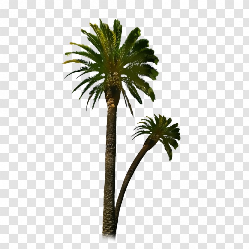 Clip Art Image Sales Clarksville Property Solutions LLC - Leaf - Palm Tree Birthday Transparent PNG