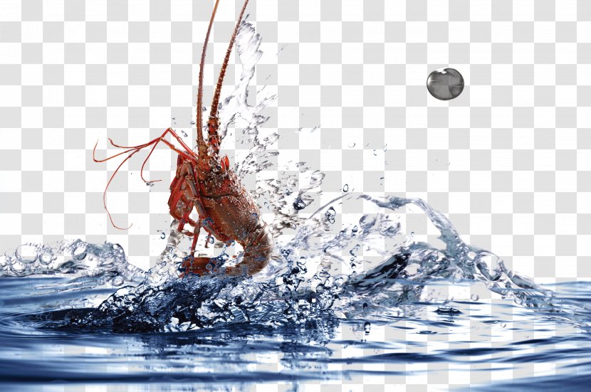 Shrimp Icon - Organism - Water Jump Lobster Transparent PNG