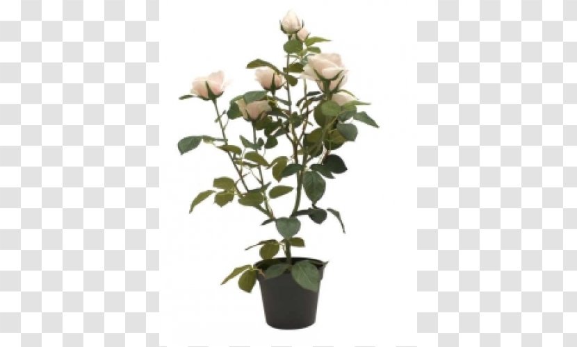 Garden Roses Flowerpot Houseplant - Tree - Rose Transparent PNG