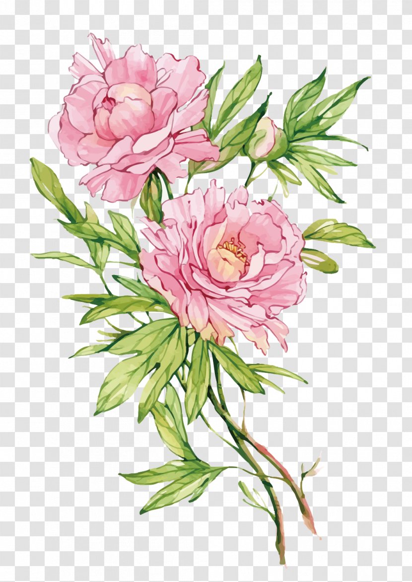 Moutan Peony Flower - Painting - Vector Pink Transparent PNG