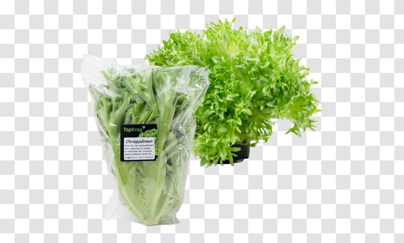 De Bakker Westland C.V. Romaine Lettuce Packaging And Labeling Salad Cardboard - Leaf Vegetable - Fennel Transparent PNG