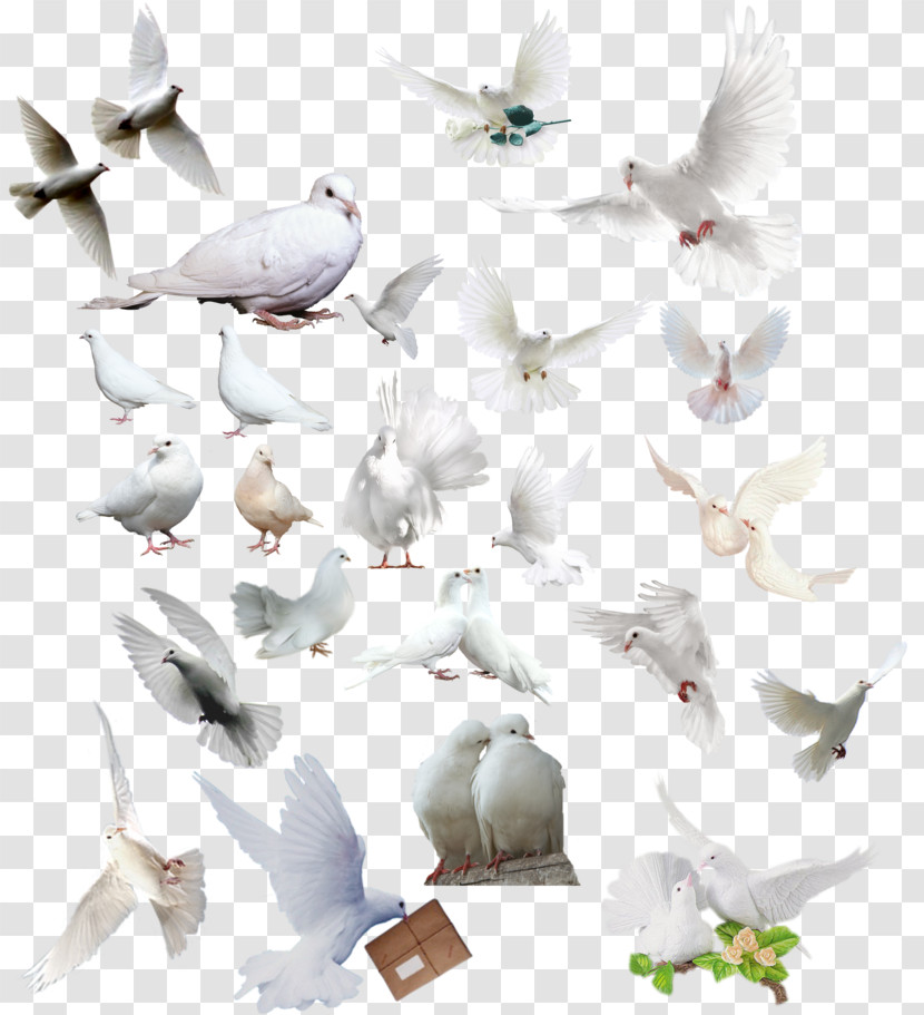 Bird Pigeons And Doves Gull Rock Dove Bird Migration Transparent PNG