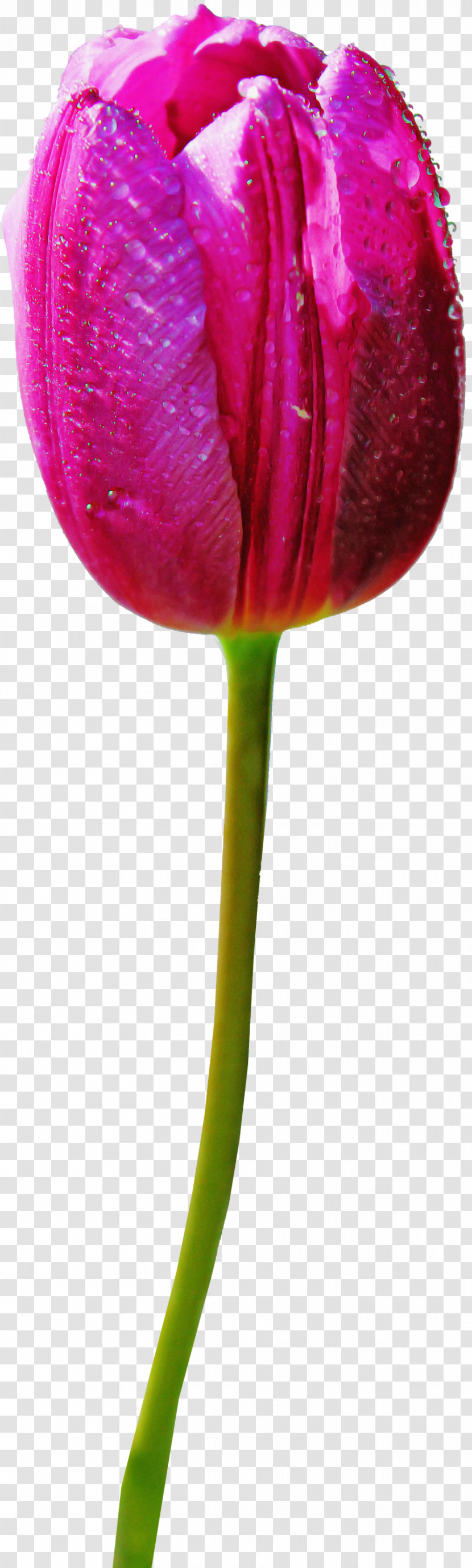 Flower Plant Stem Plant Pedicel Tulip Transparent PNG