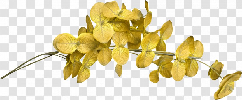 Flower Clip Art - Petal - Foliage Transparent PNG