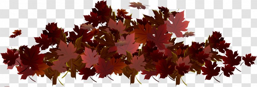 Autumn Maple Leaf .de - Branch - Withered Leaves Transparent PNG
