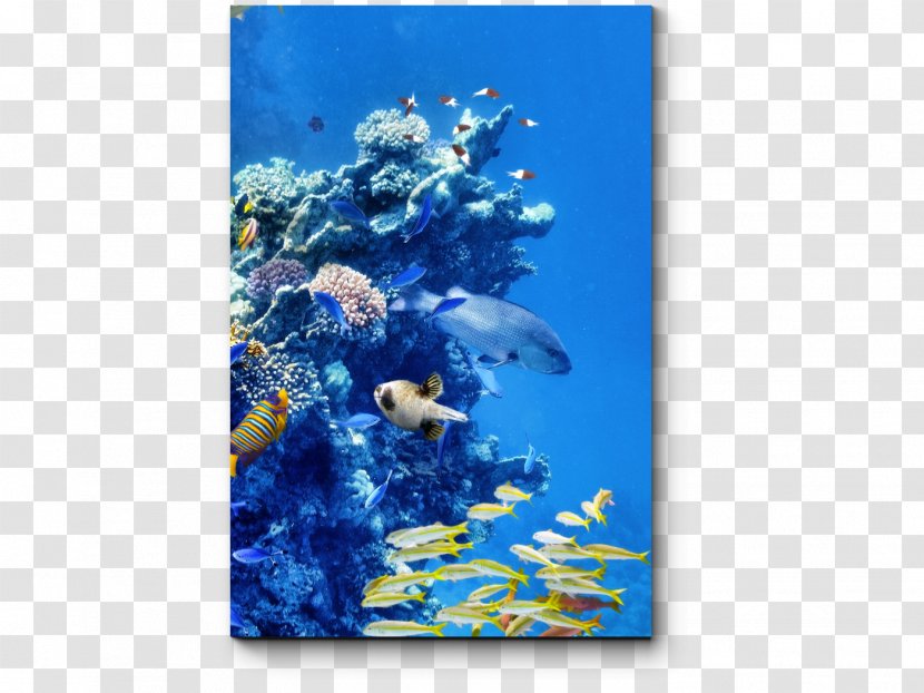 Coral Reef Fish Underwater Great Barrier - Tropical - Water Transparent PNG