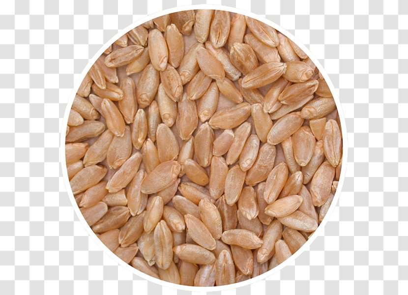 Oat Emmer Vegetarian Cuisine Durum Cereal - Seed - Wheat Transparent PNG