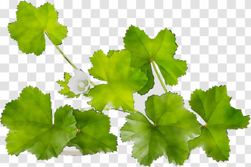 Grapevines Grape Leaves Leaf Parsley Annual Plant - Family Transparent PNG
