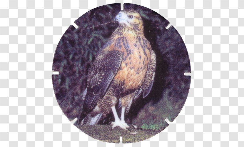 Hawk Common Buzzard Eagle Fauna Transparent PNG
