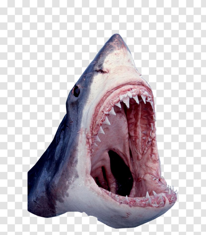 Great White Shark Tiger Cartilaginous Fishes Jaws - Neck - Fresh Mouth Transparent PNG