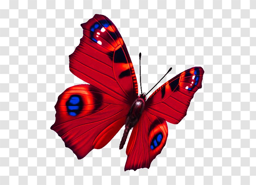 Papillon Dog Butterfly - Wing - Colorful Transparent PNG
