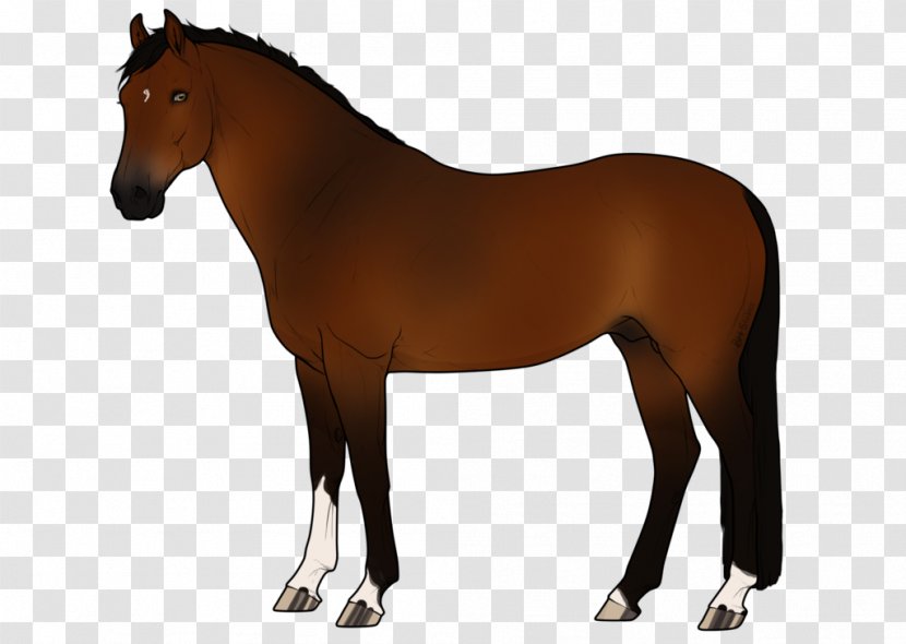 Stallion Mare Pony Mane Akhal-Teke - Bit - Mustang Transparent PNG