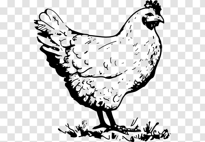 Chicken Nugget Coloring Book Rooster Fried Egg - Bird Transparent PNG