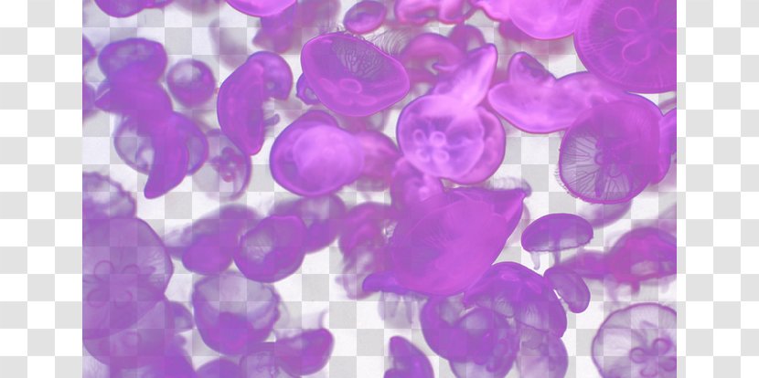 Purple Petal Computer Wallpaper - Dream Jellyfish Transparent PNG