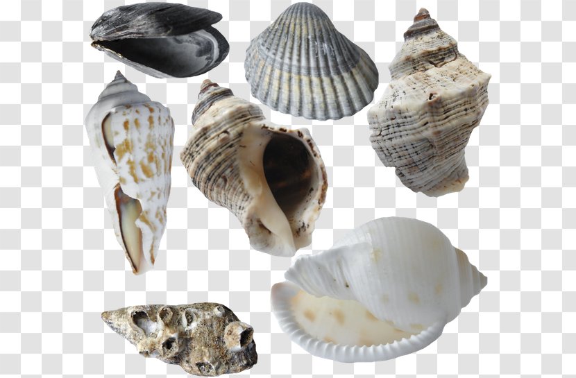 Cockle Oyster Seashell Conch Sea Snail - Food Transparent PNG