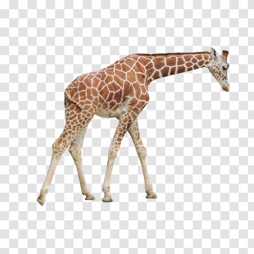 Northern Giraffe - Giraffidae Transparent PNG