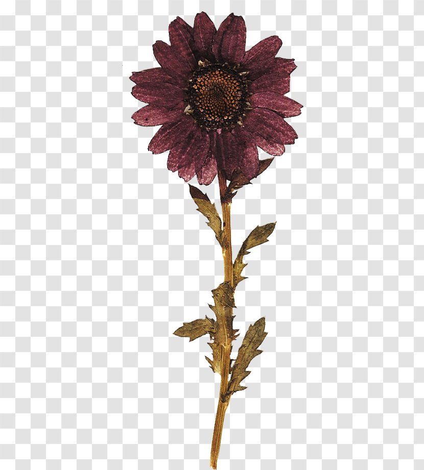 Chrysanthemum Cut Flowers Transvaal Daisy Plant Stem - Family - Dried Flower Transparent PNG