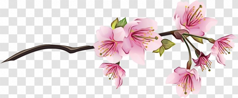 Clip Art Cherry Blossom Drawing - Plant - Blog Transparent PNG