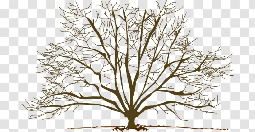 Tree Winter Branch Clip Art - Blog - Fall Trees Clipart Transparent PNG