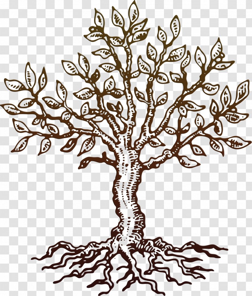 Drawing Tree - Line Art Transparent PNG