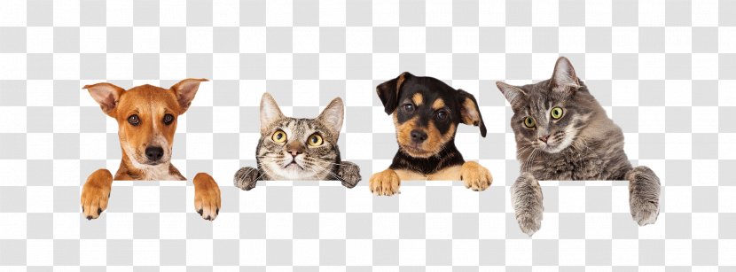 Dog Cat Veterinarian Pet Animal Rescue Group Transparent PNG