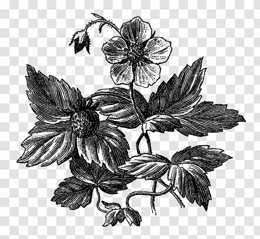 /m/02csf Monochrome Photography Black And White Petal - Writer - Botanical Flowers Transparent PNG