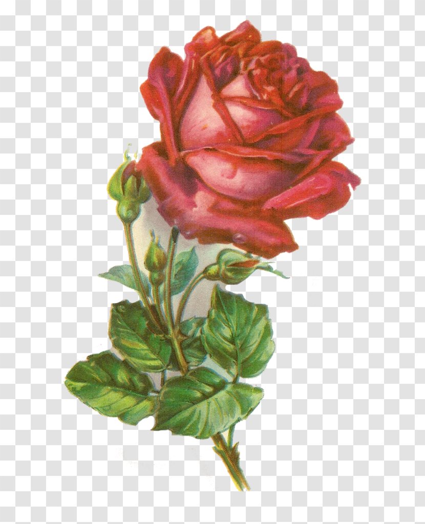 Rose Botanical Illustration Clip Art - Flowering Plant Transparent PNG