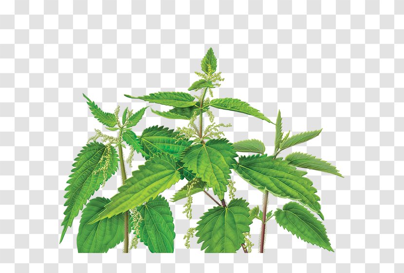 Dietary Supplement Common Nettle Herbalism Health - Disease - Herb Transparent PNG