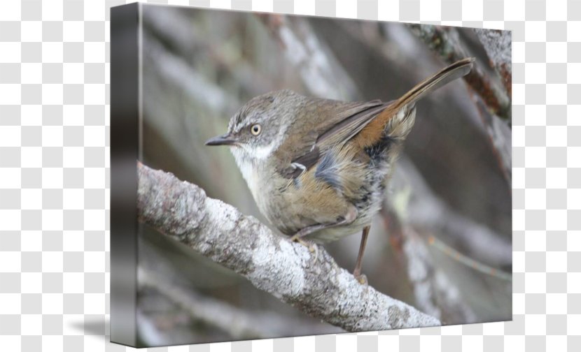 Brambling House Sparrow Wren American Sparrows - Songbird Transparent PNG