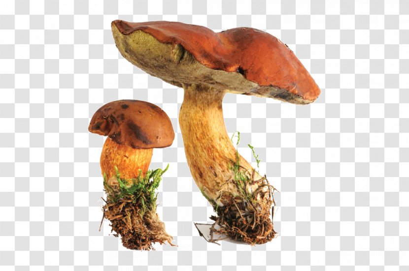 Edible Mushroom Bay Bolete Boletus Edulis Fungus - Xerocomus Transparent PNG