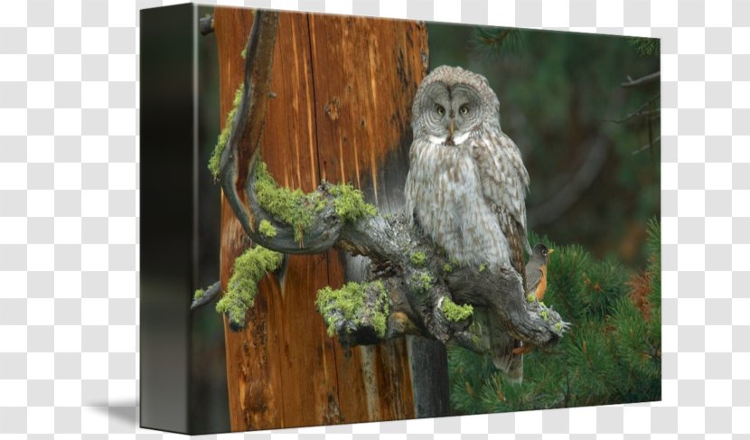Great Grey Owl Gallery Wrap Canvas Art - Printing Transparent PNG