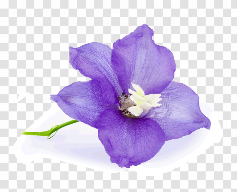 Birth Flower Birthday June - January - Purple Transparent PNG