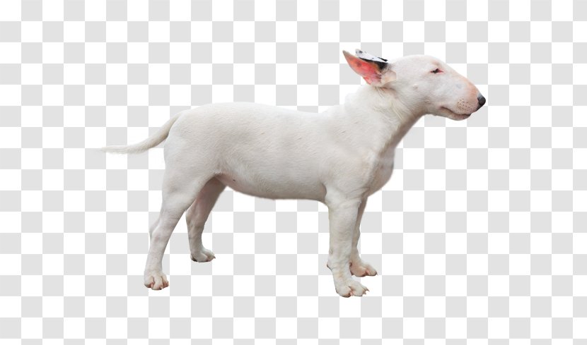 Miniature Bull Terrier And Dog Breed Staffordshire - Cartoon - English Bully Transparent PNG